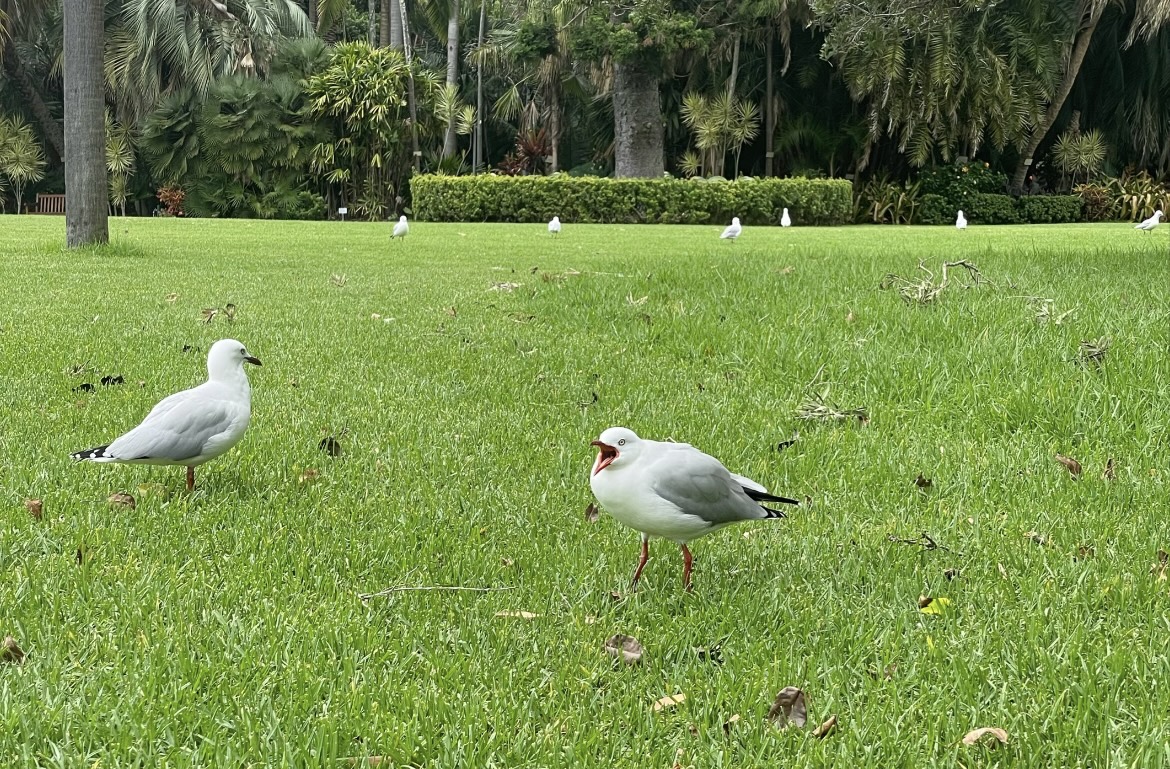 海鳥